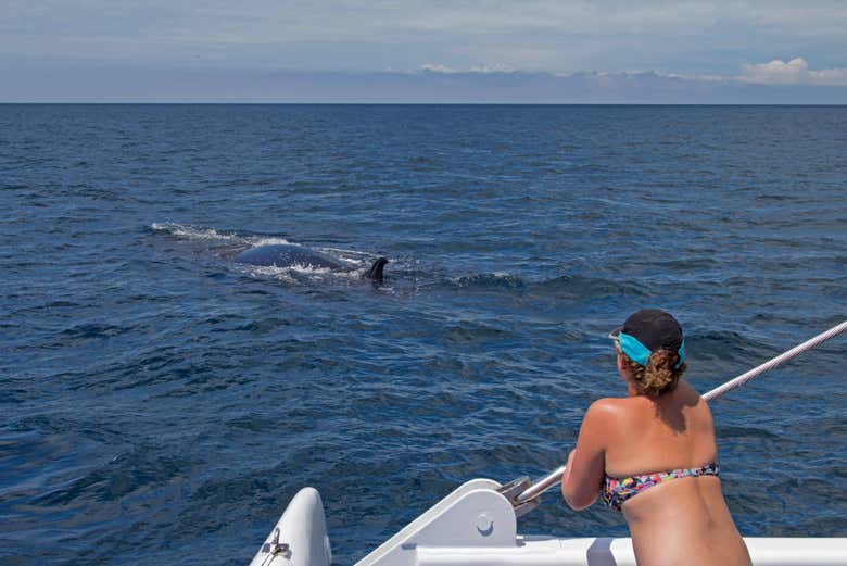 Avvistando i leoni marini dal catamarano