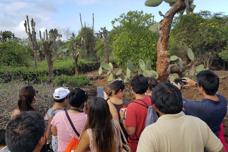 Viendo los cactus