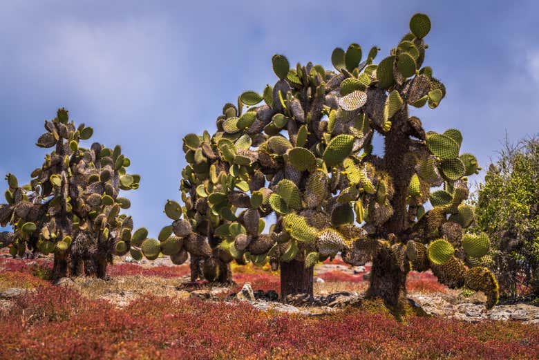 Typical cacti of the island