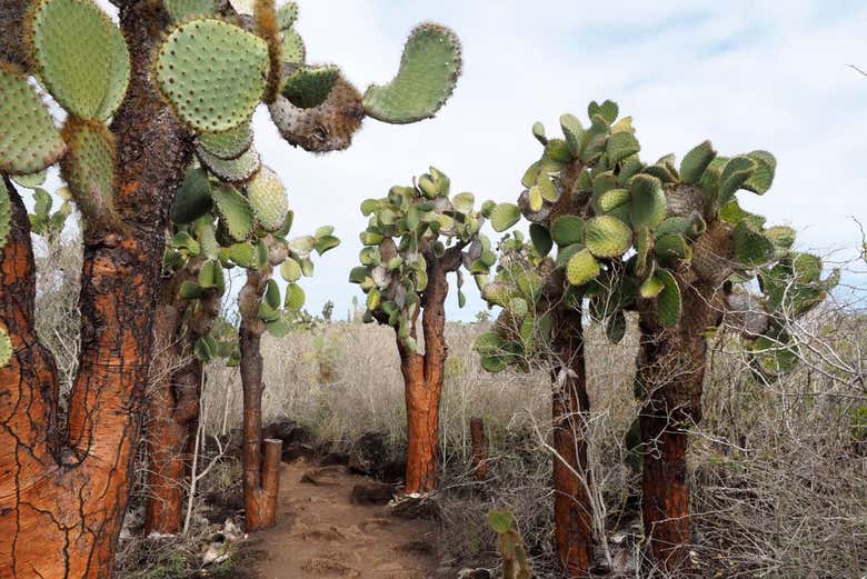 Cactus de la Isla Seymour