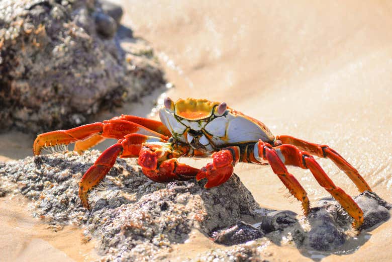 Caranguejo nas ilhas Galápagos