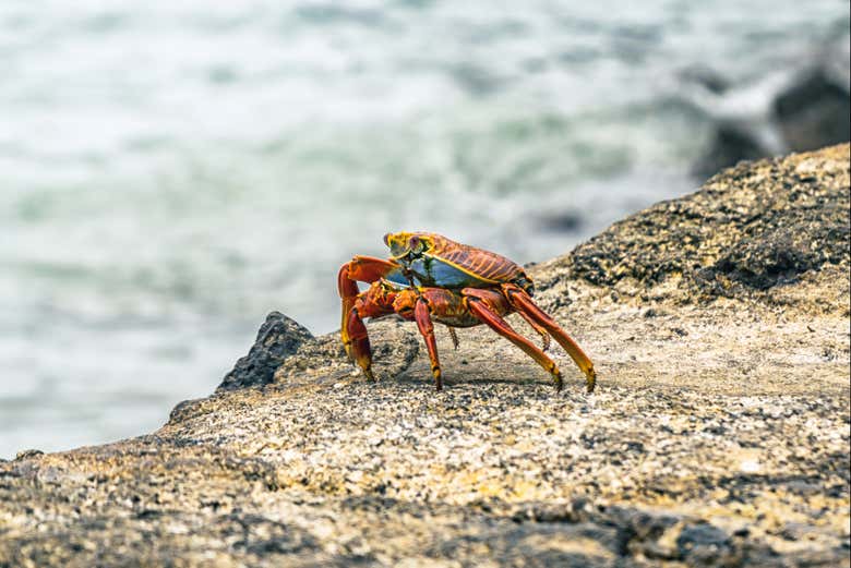 I granchi dell'isola di Santa Cruz