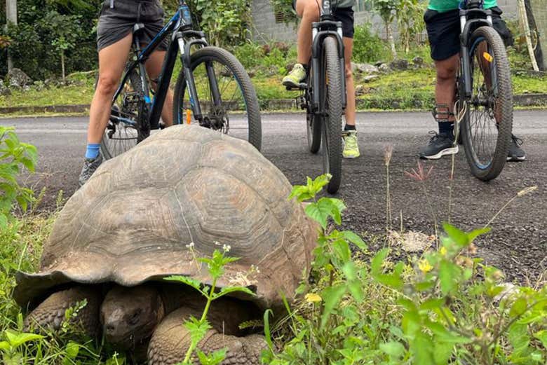 Ciclistas junto a uma tartaruga gigante na Ilha de Santa Cruz