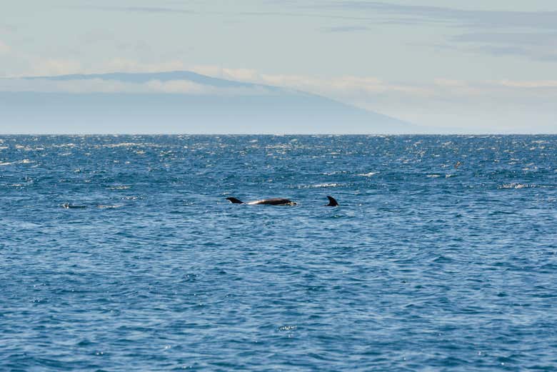 Delfini vicino all'Isola Pinzón