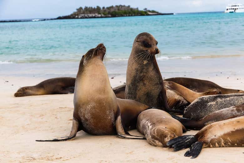 Leoni marini dell'isola di Santa Fé