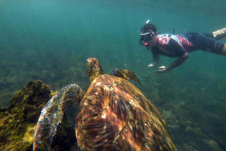 Nadando junto a tortugas marinas