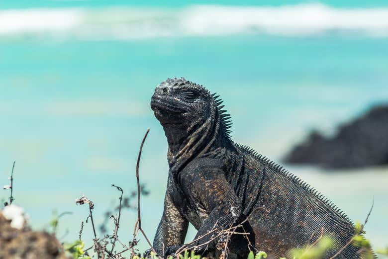 An iguana sunbathing