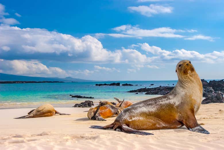 Uma foca na praia