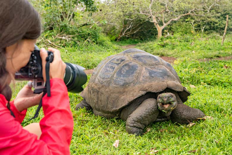 Admirez les tortues géantes