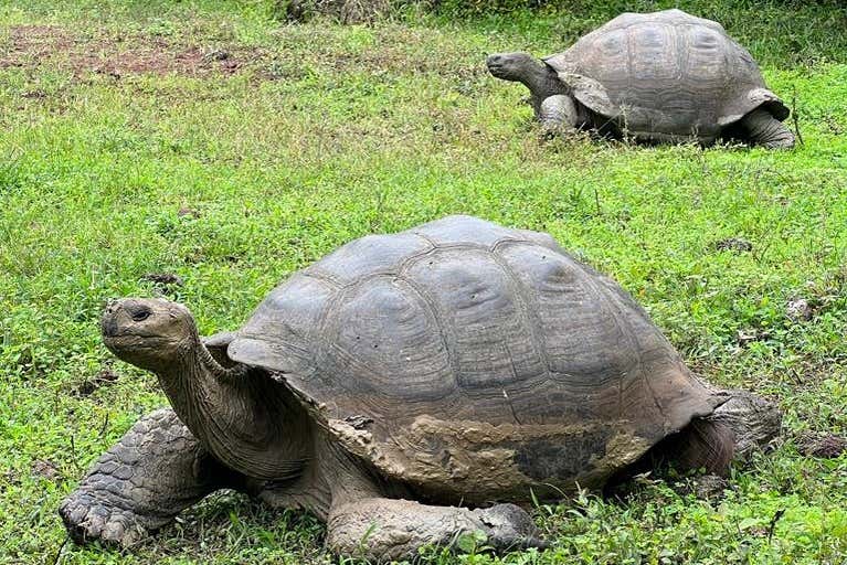 Giant tortoises