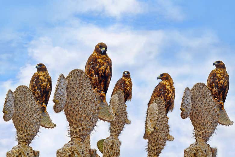 Halcones en Santa Fé