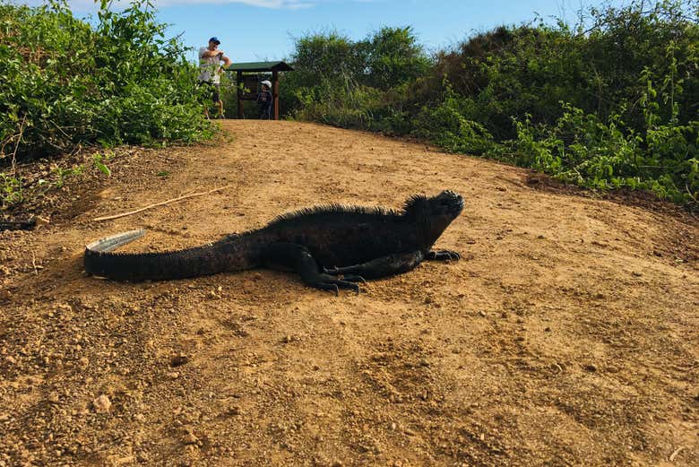 Una iguana en la estación científica