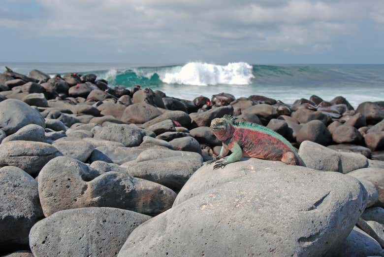 Una iguana en las islas Galápagos