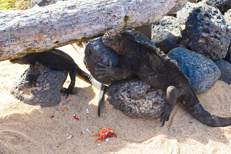 Iguana gigante