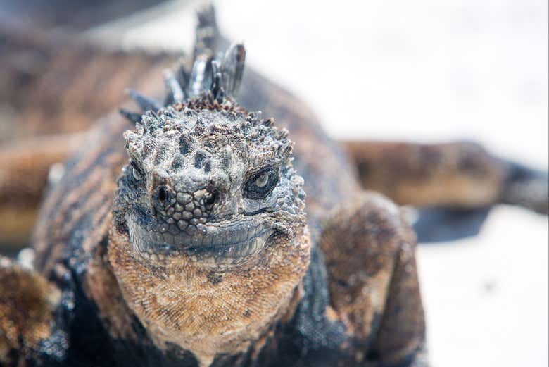 Uma iguana numa praia