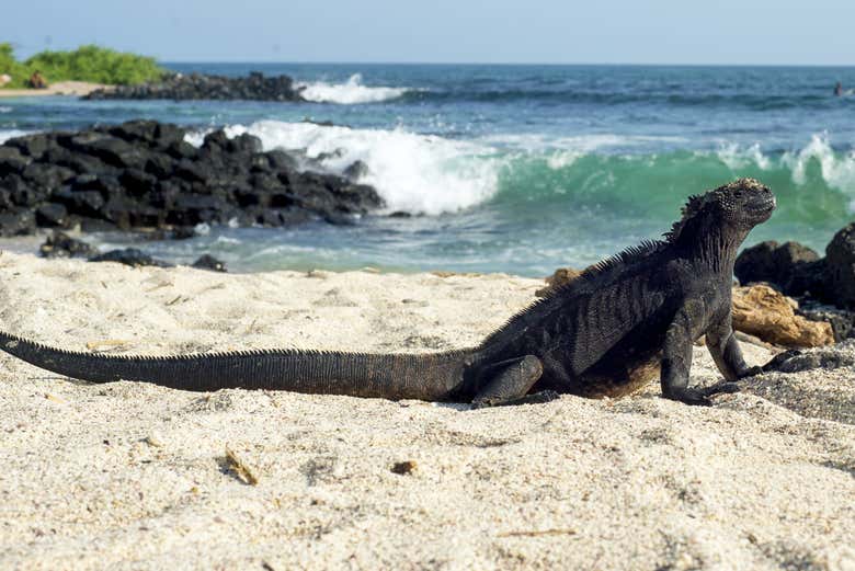 Iguana sull'Isola Santa Cruz