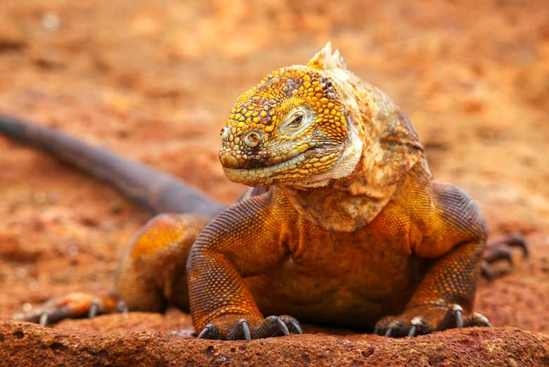 Iguana terrestre de Galápagos
