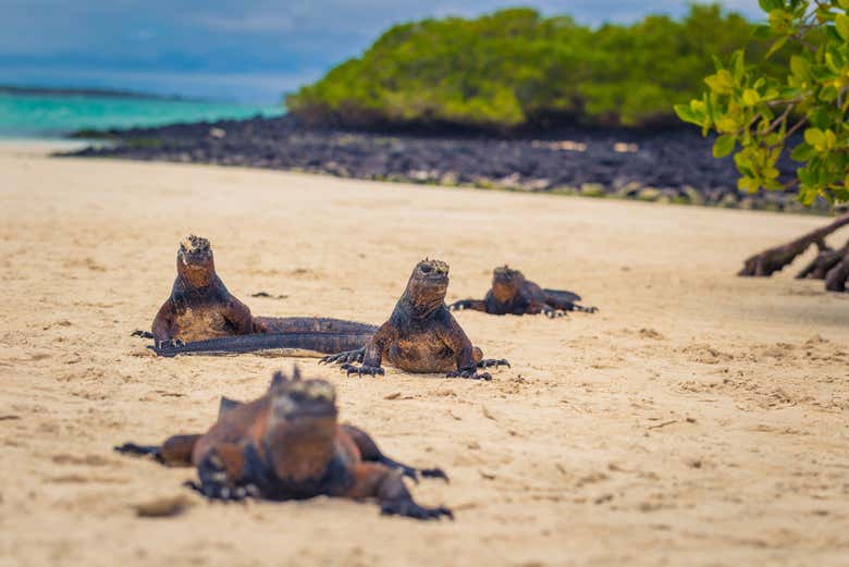 Iguanas marinas de la isla de Santa Cruz