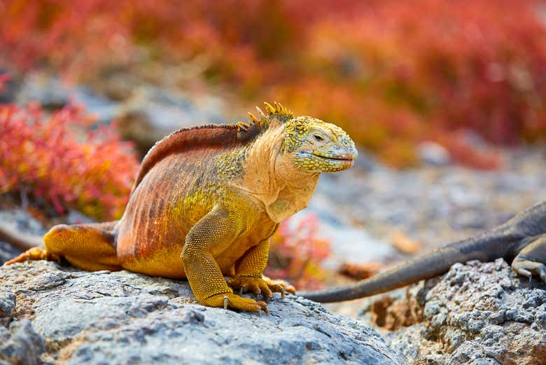 Observing an iguana in its habitat
