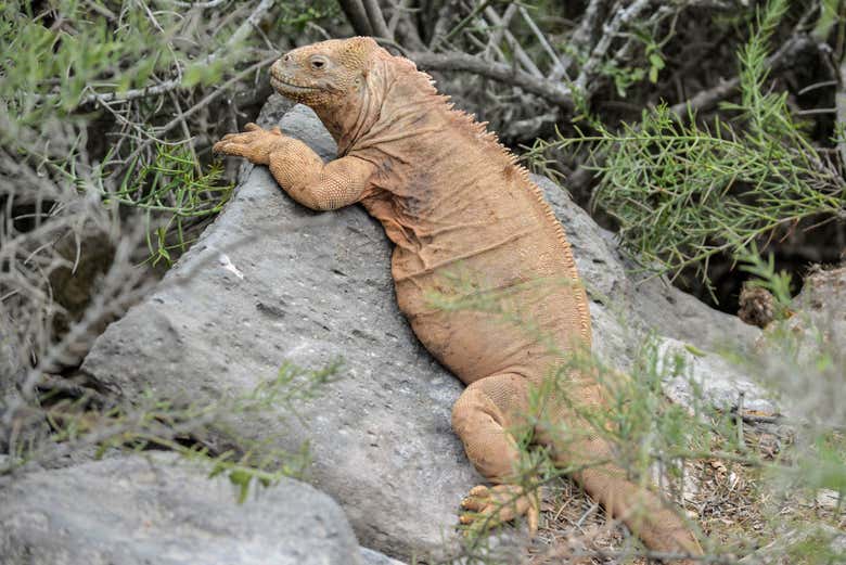 Lagarto gigante das ilhas Galápagos