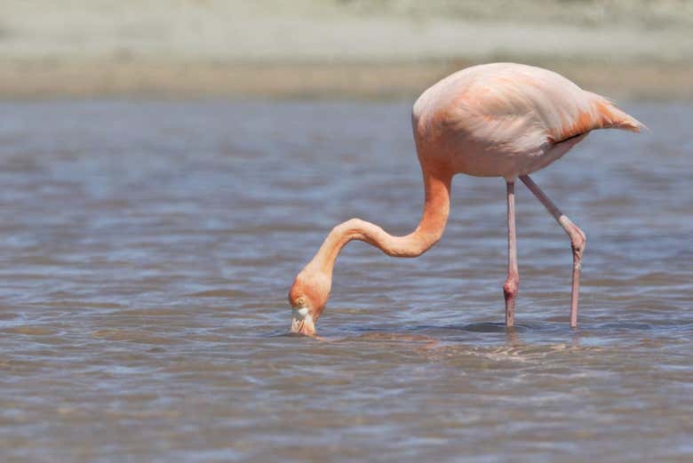 Les flamants roses de la lagune