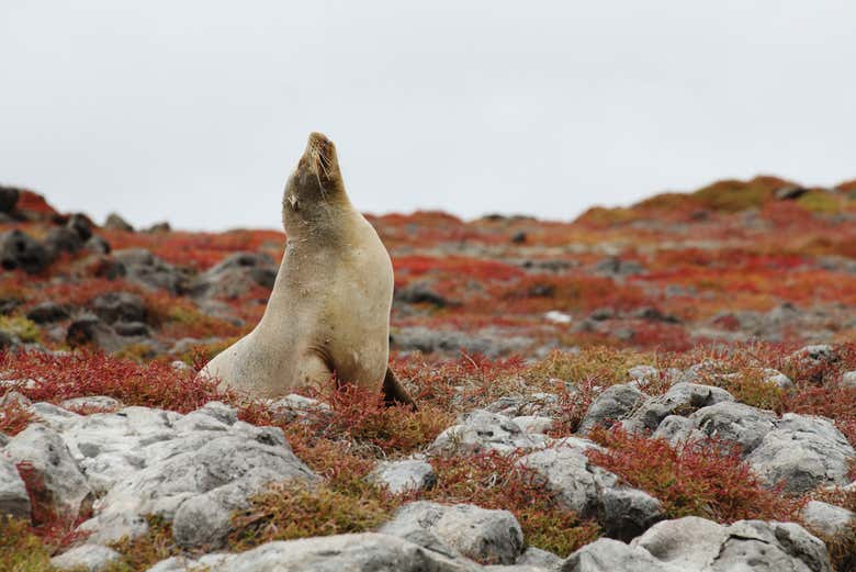 Sea lion