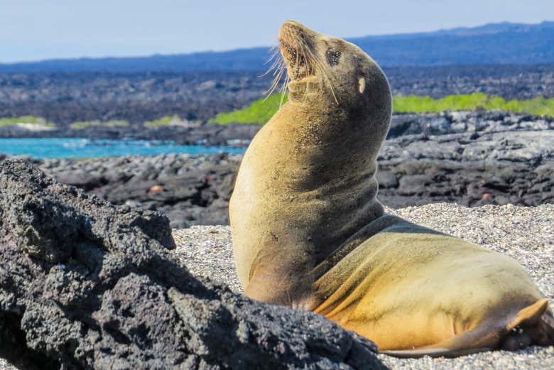 León marino en la isla Fernandina