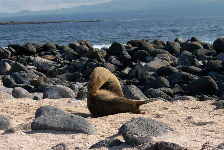 León marino en la Isla Seymour