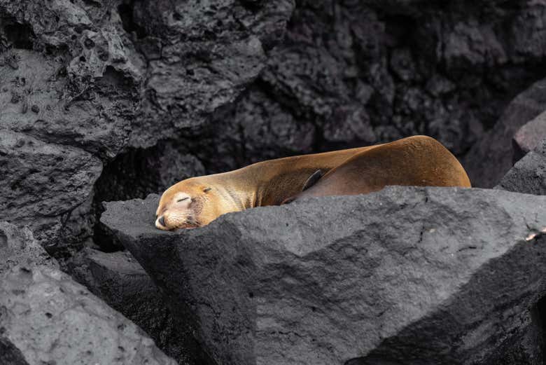 Alla scoperta della fauna delle Galápagos