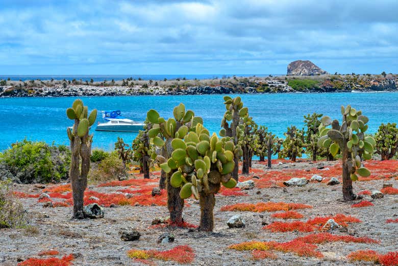 Landscape of South Plaza Island