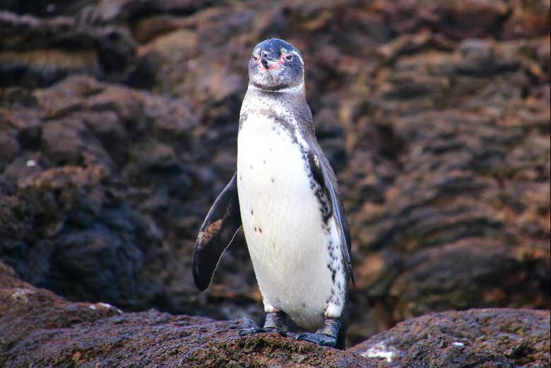 Um pinguim