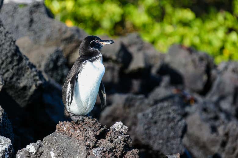 I pinguini delle Galápagos