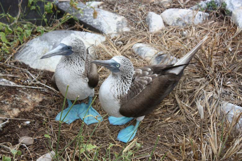 Delle sule piediazzurri