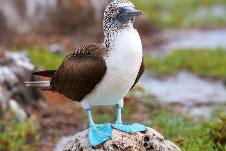 Piquero de patas azules