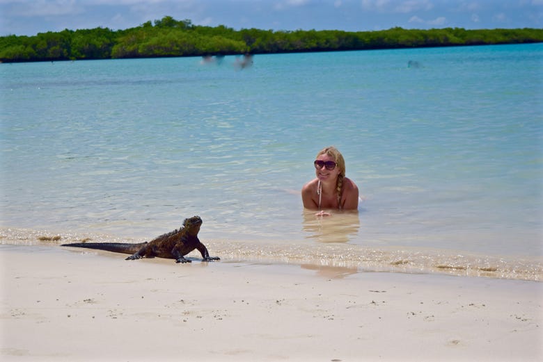 Nadando con iguanas marinas en Bahía Tortuga