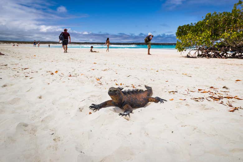 Praia da ilha de Santa Cruz