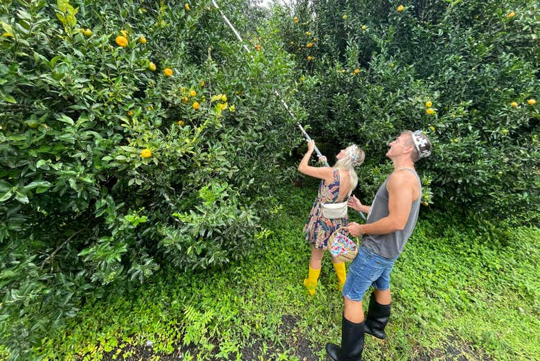 Enjoy the harvesting process!