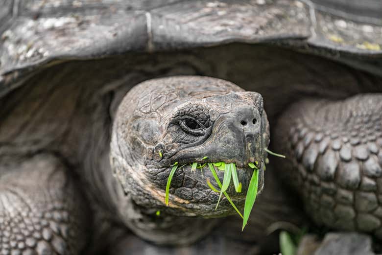 Tortue en train de manger