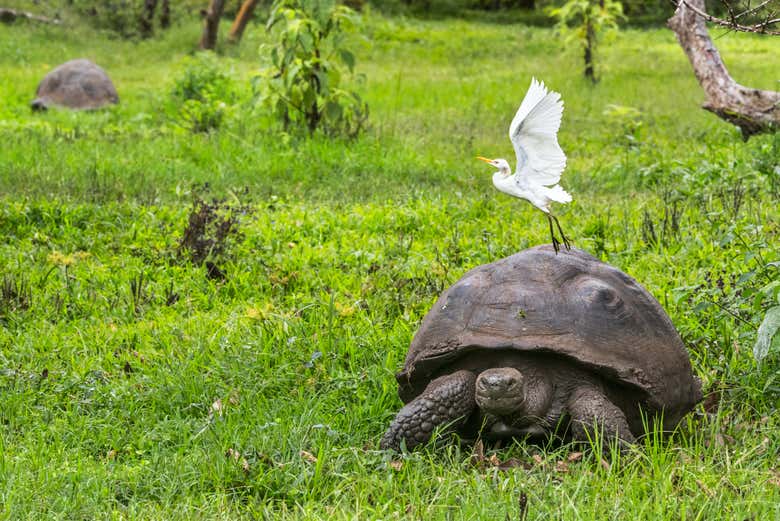 Tortuga gigante en la reserva