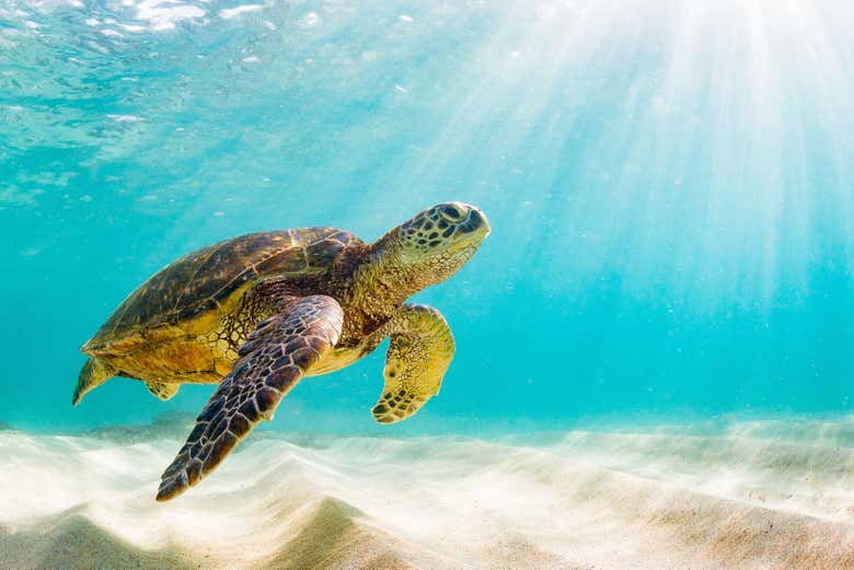 Una tartaruga marina delle Galápagos