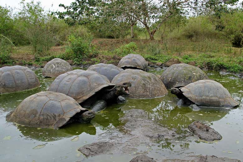 Les tortues de mer des Galápagos