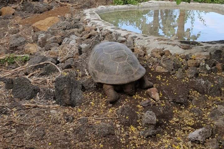 Una tortuga en la estación científica