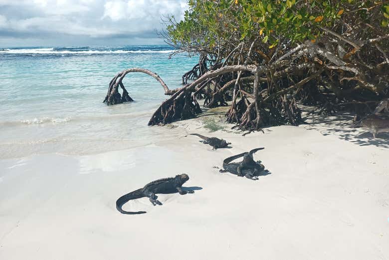 Iguane a Bahía Tortuga a Santa Cruz
