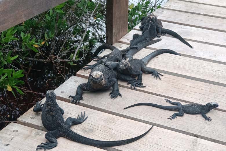 Iguane delle Galapagos