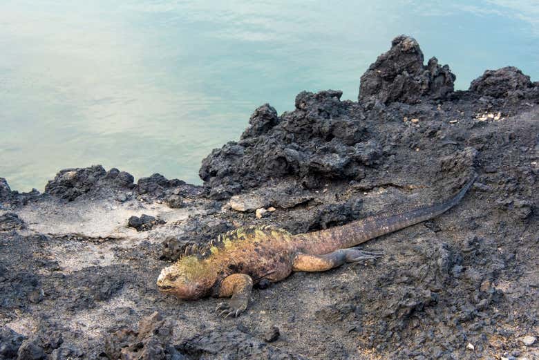 Una iguana marina all'Islote Tintoreras