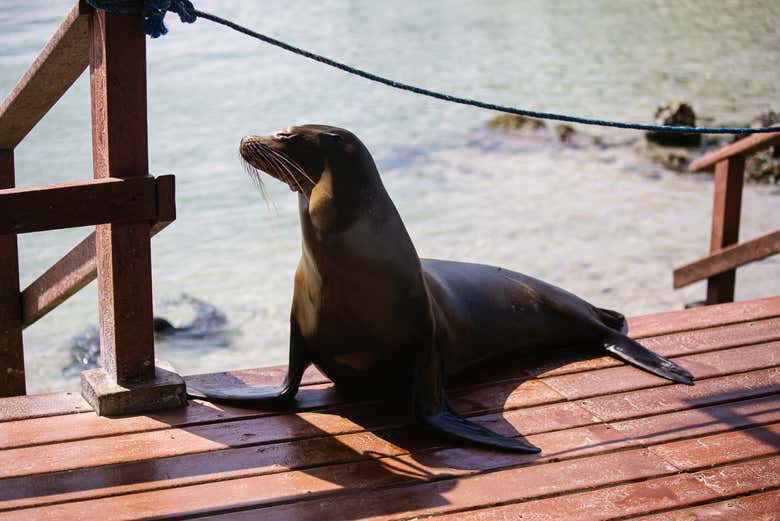 Un leone marino al molo di Puerto Villamil