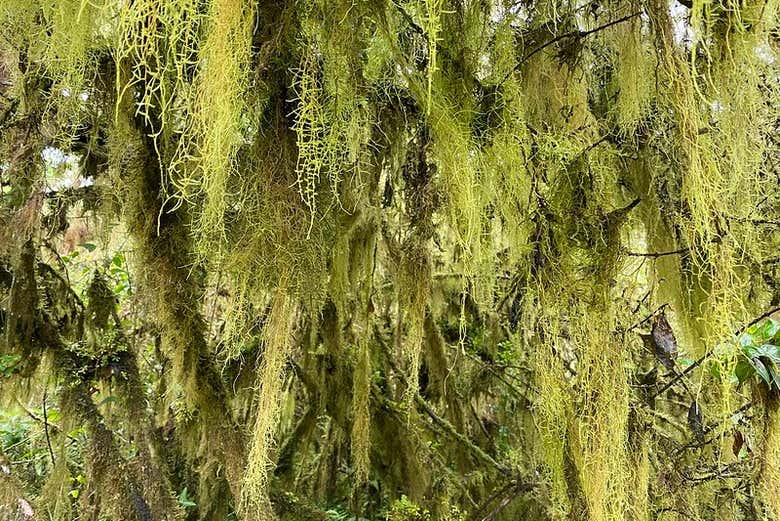 Vegetazione caratteristica della zona