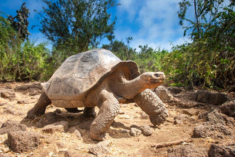 Giant tortoise on the Galapagos Islands