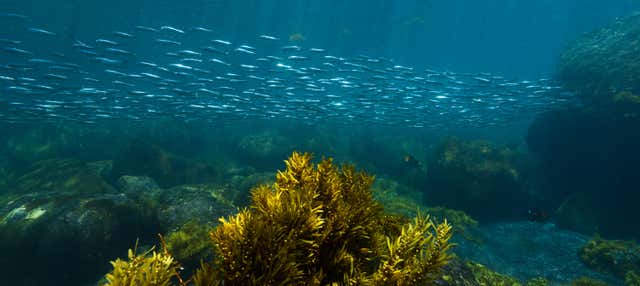 Snorkel en la isla Pinzón