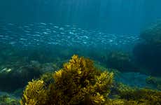 Snorkel na Ilha de Pinzón